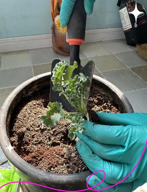 冬种甘蓝春收,关键技术有哪些?-图1 冬种甘蓝春收,关键技术有哪些?-图1