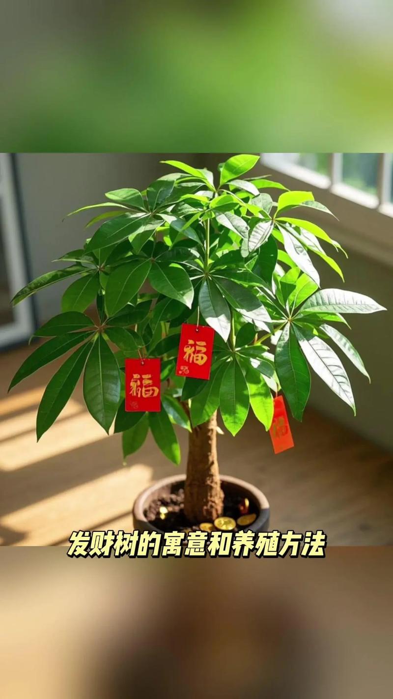 发财树品种如何快速辨别？-图1