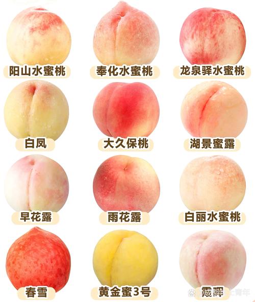 桃子常见品种有哪些？-图2