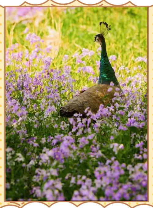 孔雀养殖技术与价值如何？-图1