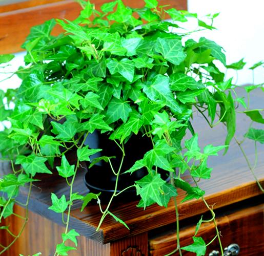 常青藤有哪些品种？图片怎么认？-图1