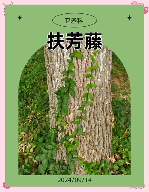 常青藤有哪些品种？图片怎么认？-图3