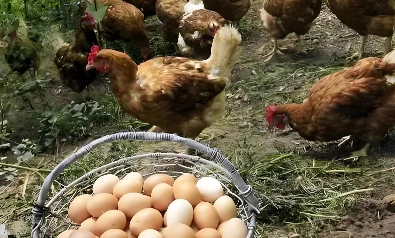 养殖鸡配饲料技术视频，如何科学配比？-图1