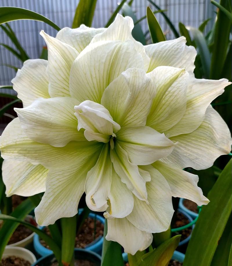 重瓣朱顶红有哪些热门品种？-图3