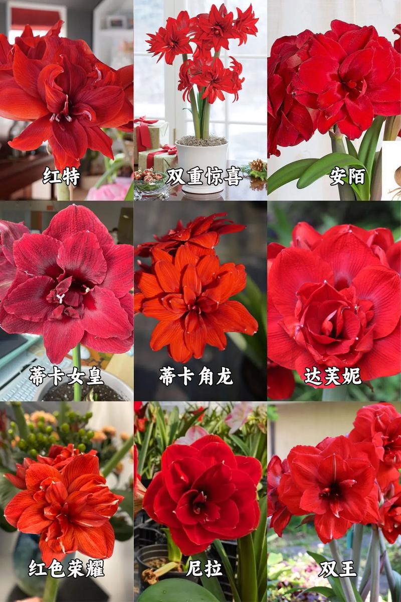 重瓣朱顶红有哪些热门品种？-图2