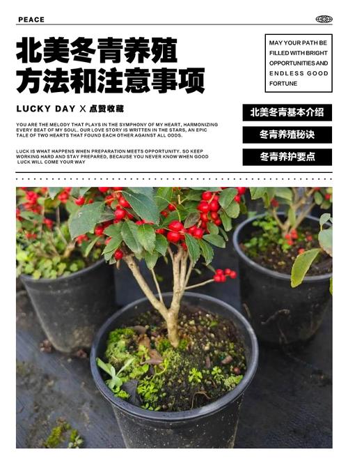 冬青栽培养殖有哪些关键技术？-图1