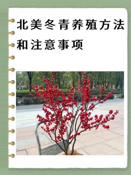 冬青栽培养殖有哪些关键技术？-图2