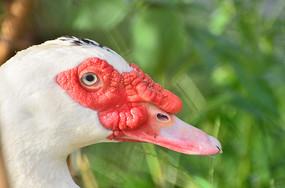 红色鸭是什么品种？-图1