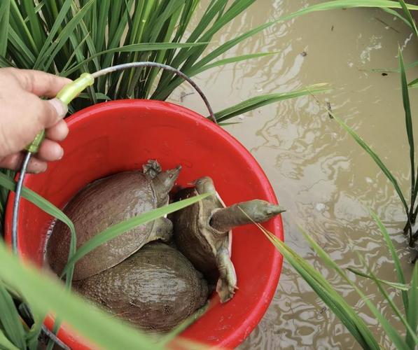 巨型稻甲鱼混养，如何实现双赢？-图1