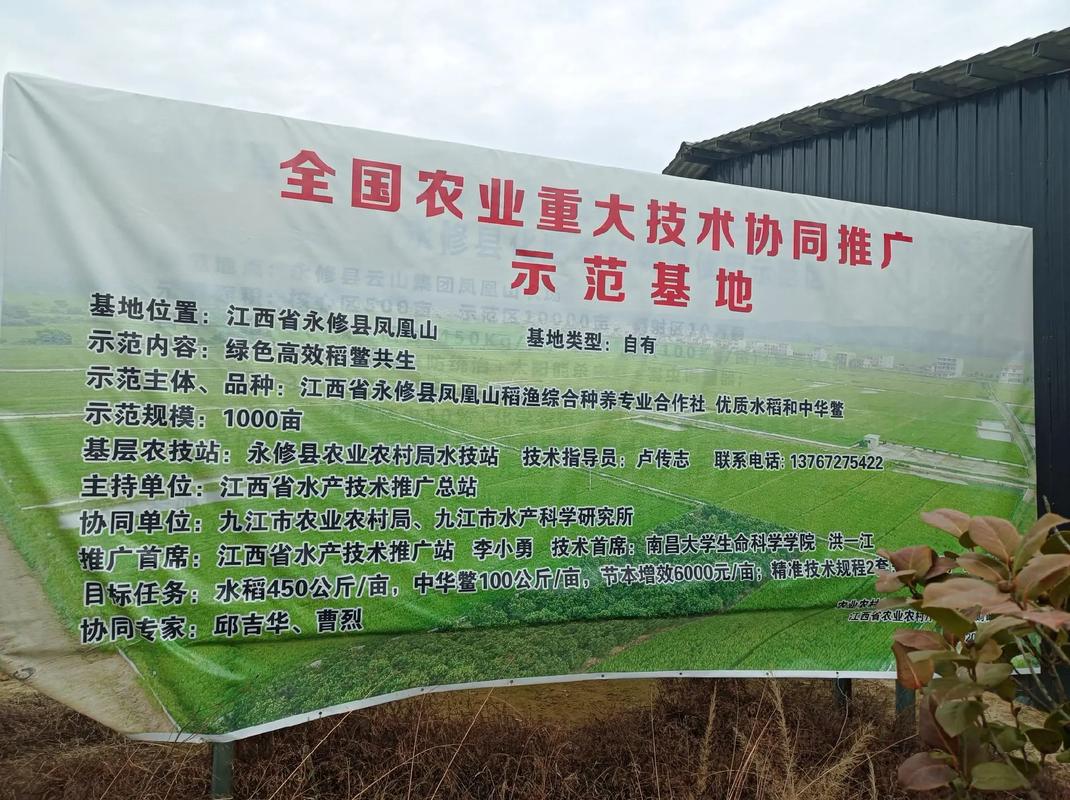 巨型稻甲鱼混养，如何实现双赢？-图3