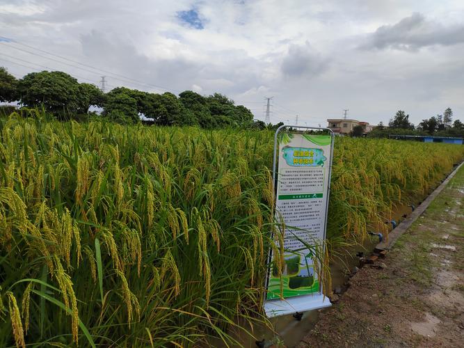 巨型稻甲鱼混养，如何实现双赢？-图2