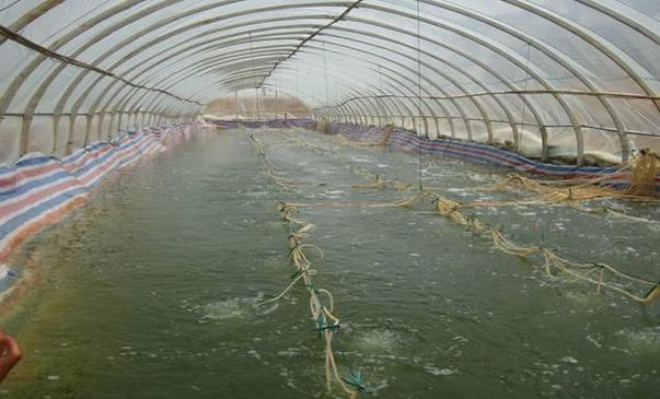 RAS养虾技术究竟是什么？-图1