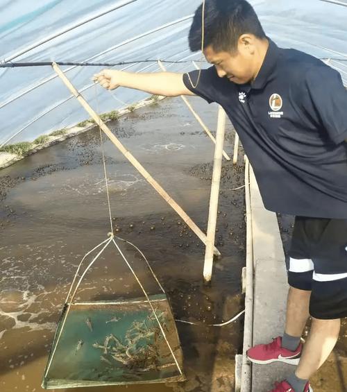 RAS养虾技术究竟是什么？-图2