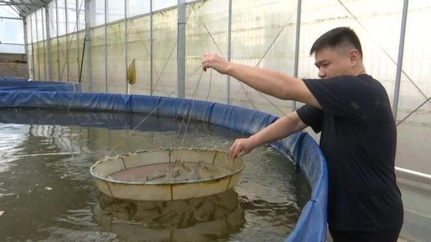 RAS养虾技术究竟是什么？-图3