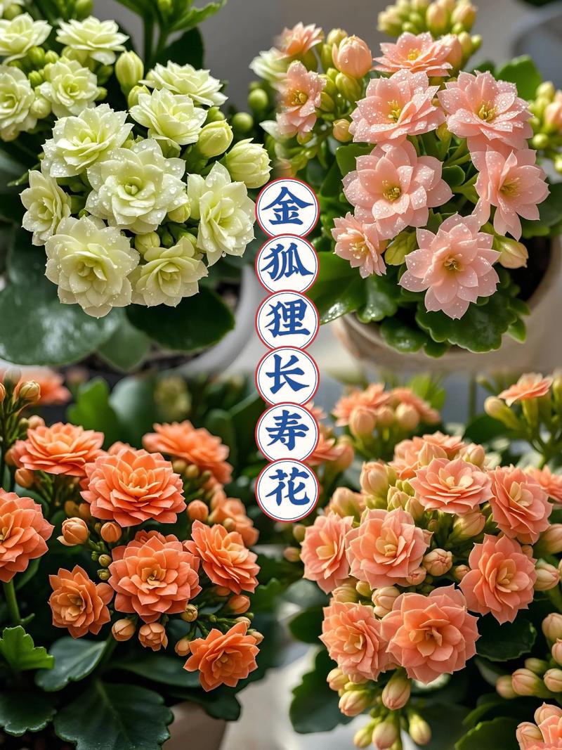 长寿花最好品种价格多少？-图1