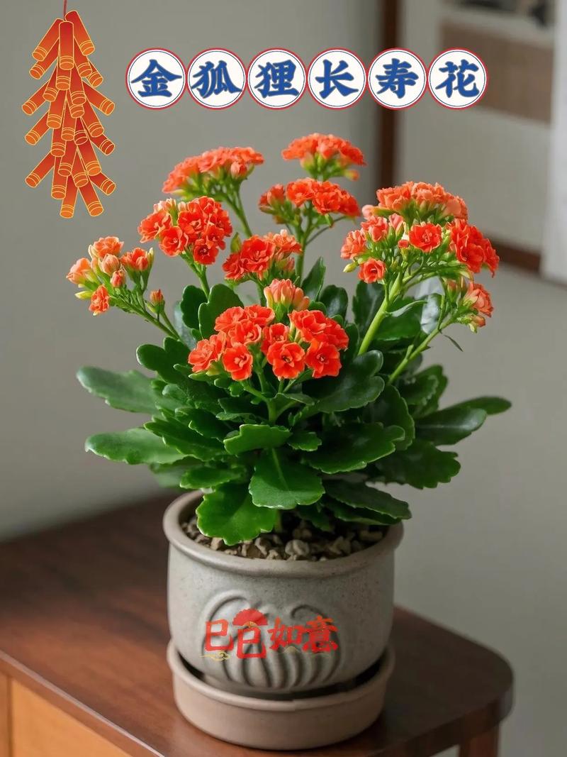 长寿花最好品种价格多少？-图3