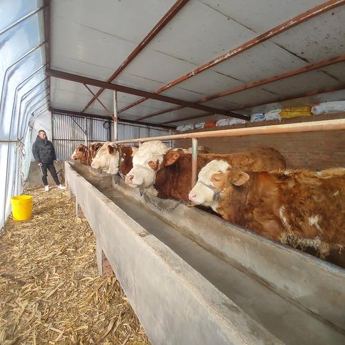 什么品种玉米最适合喂肥牛？-图3