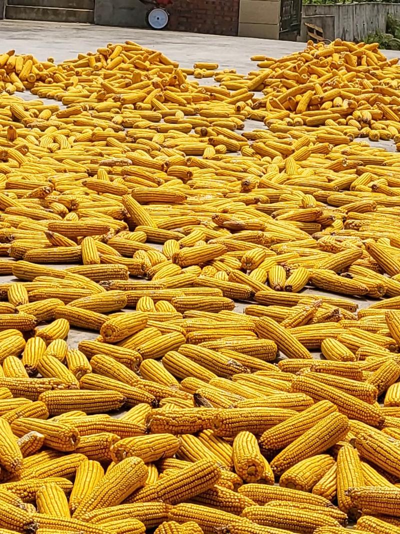 什么品种玉米最适合喂肥牛？-图1