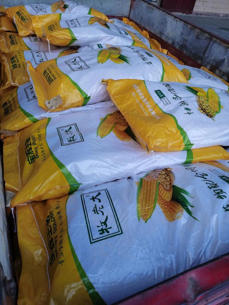 什么品种玉米最适合喂肥牛？-图2