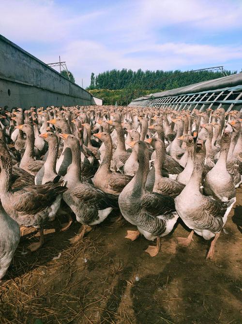 家养选什么鹅品种好？-图2