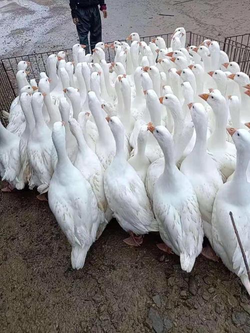 家养选什么鹅品种好？-图3