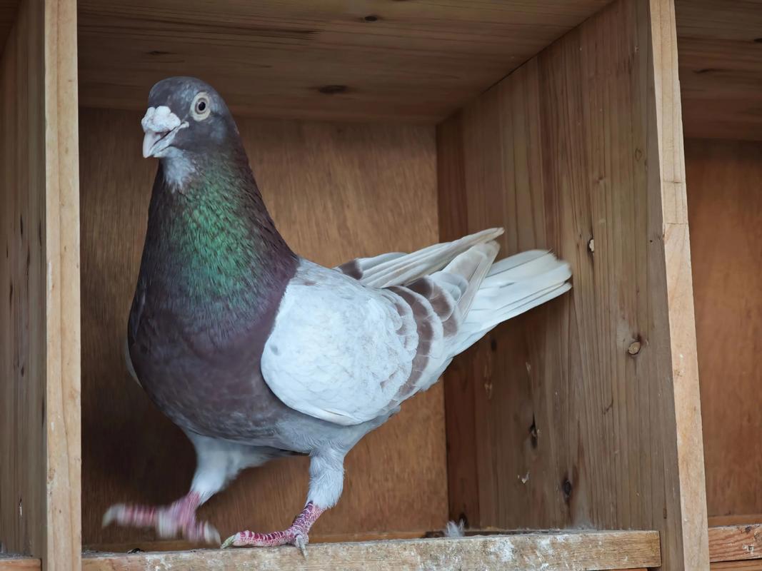 2025鸽子价格是多少-图3