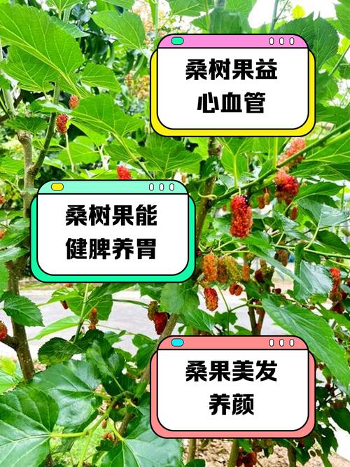 果桑种植技术要点有哪些？-图1