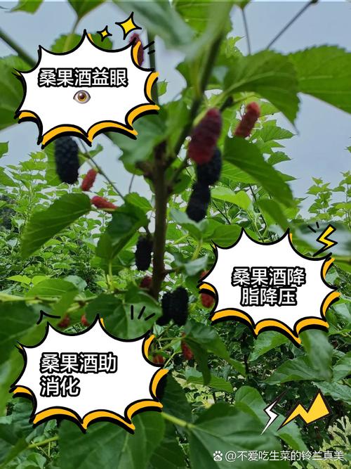 果桑种植技术要点有哪些？-图3