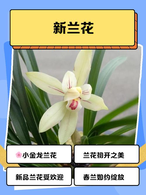 名贵兰花品种有哪些？-图2