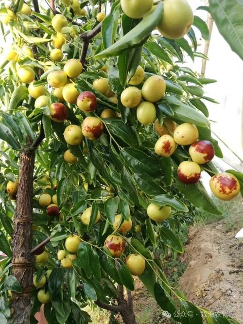 冬枣树全年管理关键技术有哪些？-图1