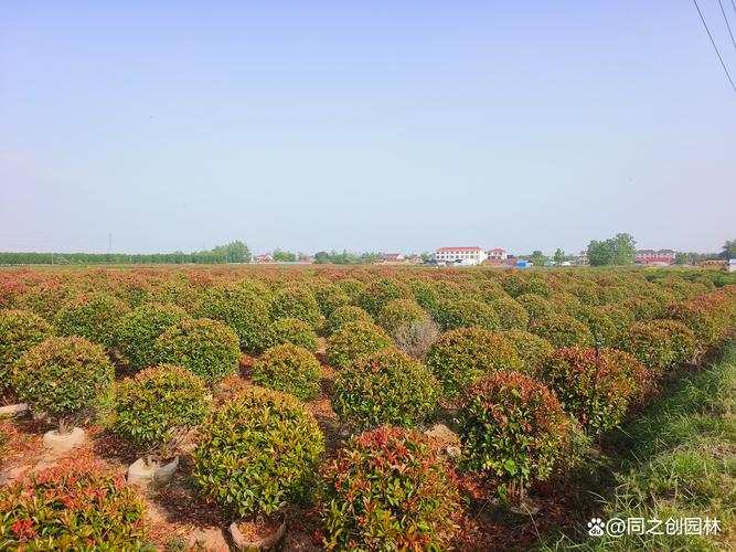 小红叶石楠球修剪技术有哪些要点？-图1