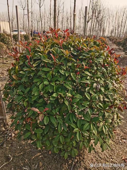 小红叶石楠球修剪技术有哪些要点？-图2