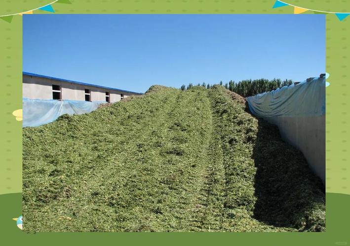 有机青贮饲料种植技术有哪些关键要点？-图2