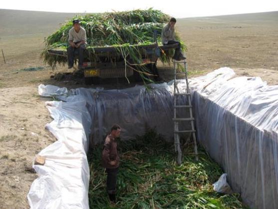 有机青贮饲料种植技术有哪些关键要点？-图3