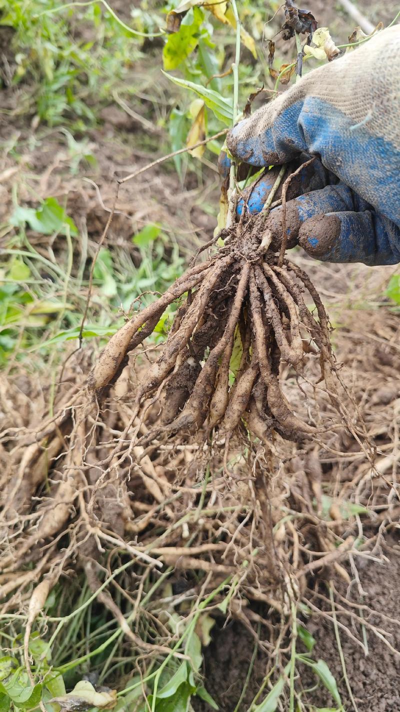 中草药种植技术具体指哪些方法?-图1 中草药种植技术具体指哪些方法?-图1
