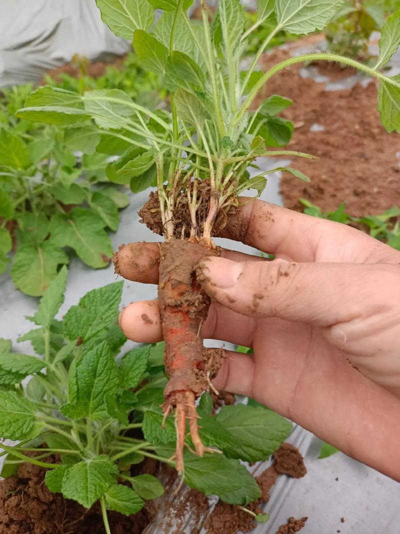 中草药种植技术具体指哪些方法?-图3 中草药种植技术具体指哪些方法?-图3