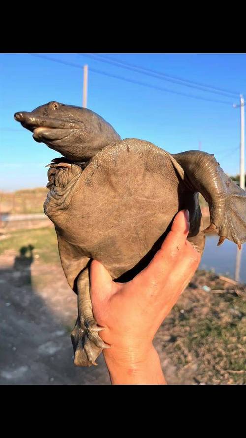 鳖品种中哪个长得最快？-图1