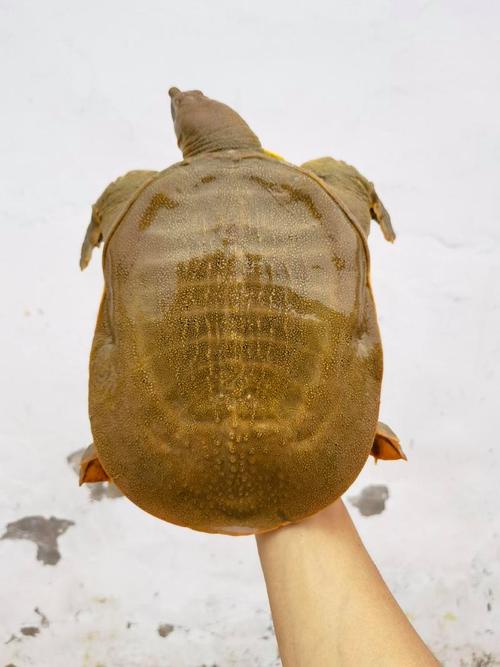 鳖品种中哪个长得最快？-图2