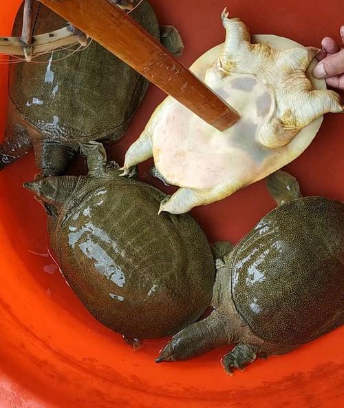 鳖品种中哪个长得最快？-图3