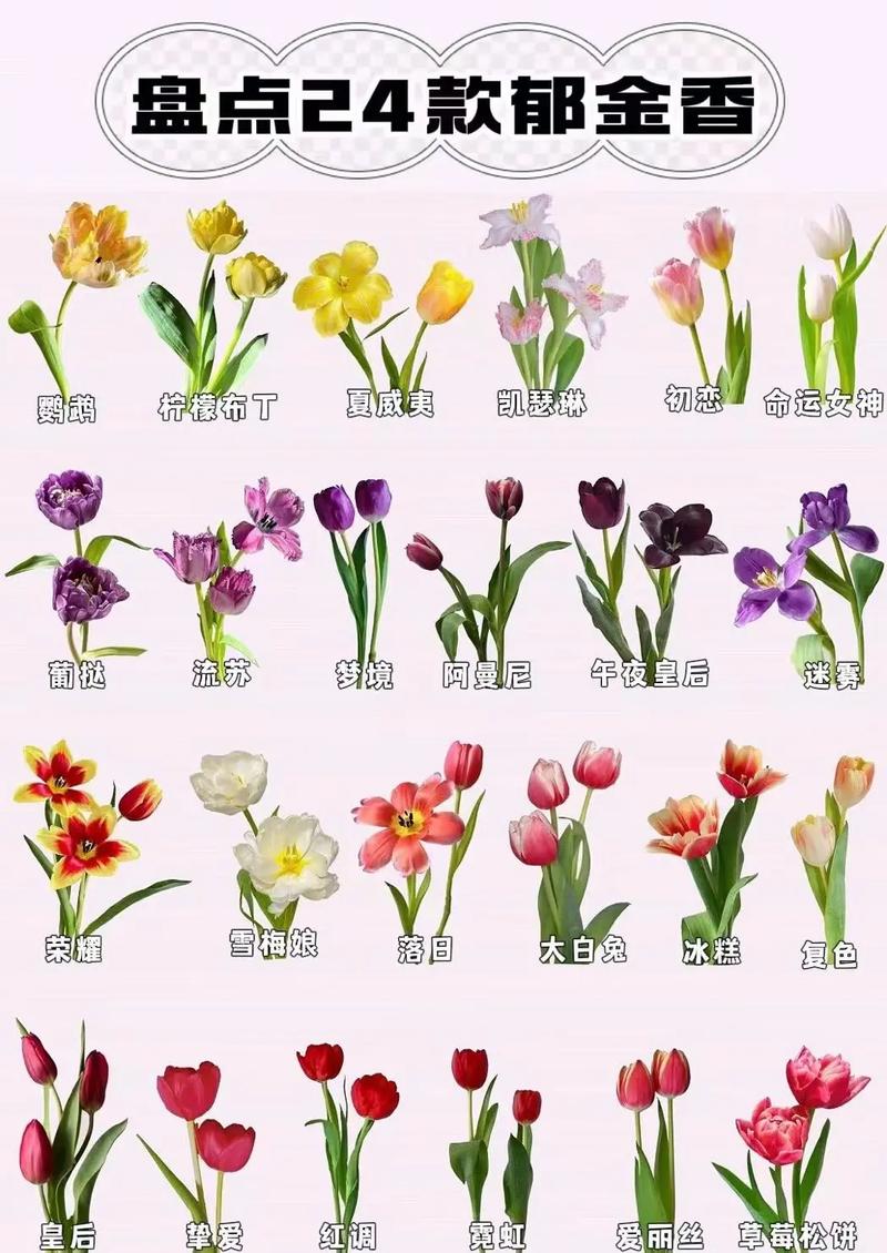 郁金香晚花品种有哪些？花期多长？-图1