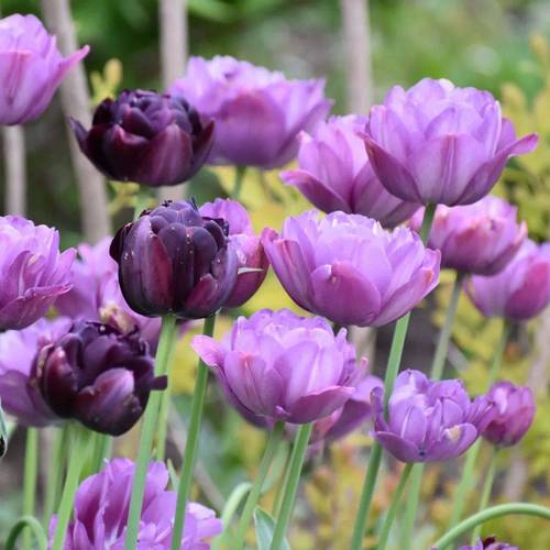 郁金香晚花品种有哪些？花期多长？-图3