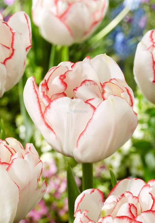 郁金香晚花品种有哪些？花期多长？-图2