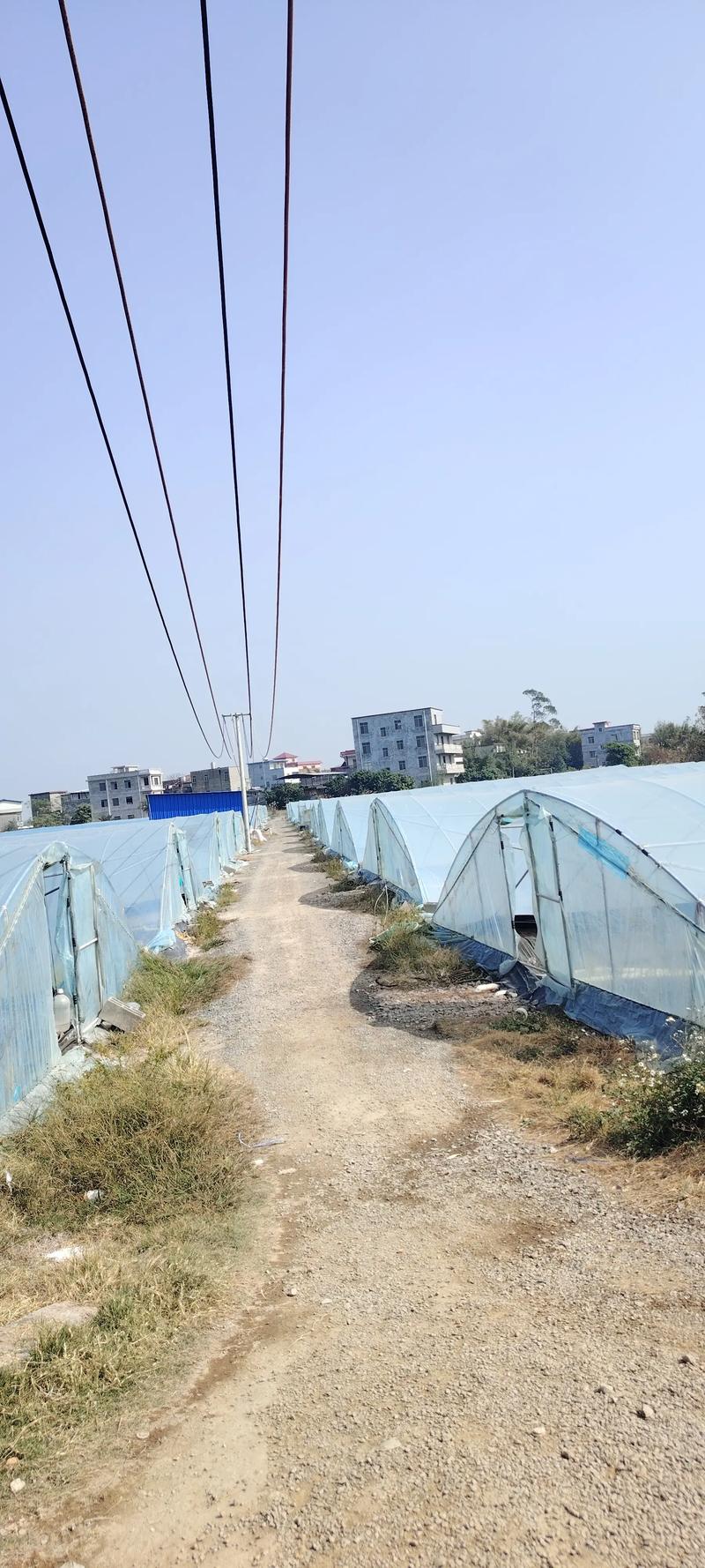 大棚南美白对虾新品种有哪些优势？-图2