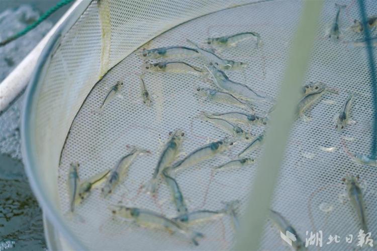 大棚南美白对虾新品种有哪些优势？-图3