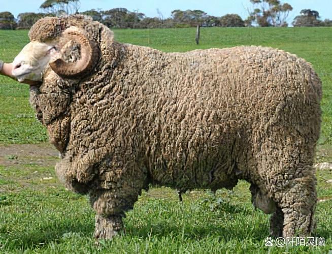 最漂亮的羊品种是哪个？-图1