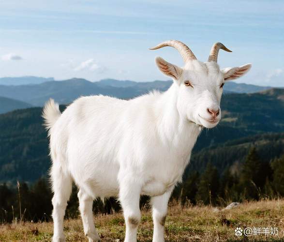 最漂亮的羊品种是哪个？-图3