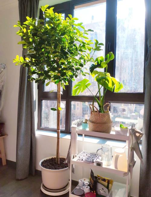 柠檬树室内种植，怎么养才能长得好？-图2