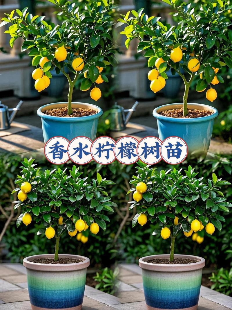 柠檬树室内种植，怎么养才能长得好？-图1