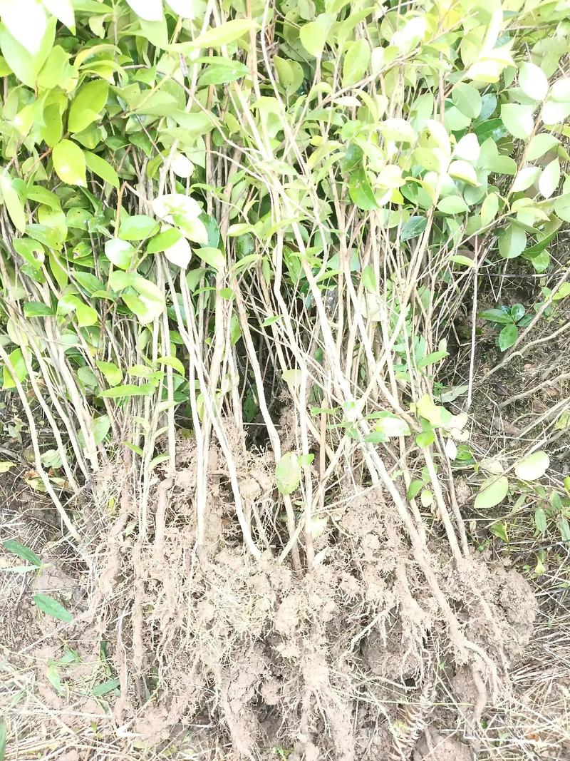 白花油茶苗是哪个品种？-图3