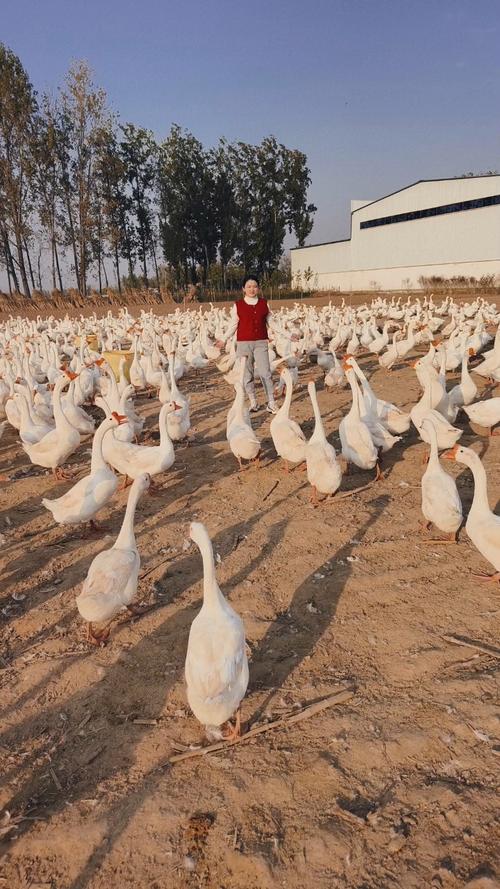 农村养殖技术视频哪里能下载？-图1